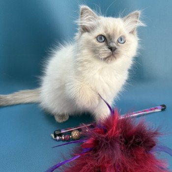 chaton Ragdoll blue point Awaï-Aloha Les Ragdolls de la Croisette chaton Ragdoll blue point Awaï-Aloha Les Ragdolls de la Croisette