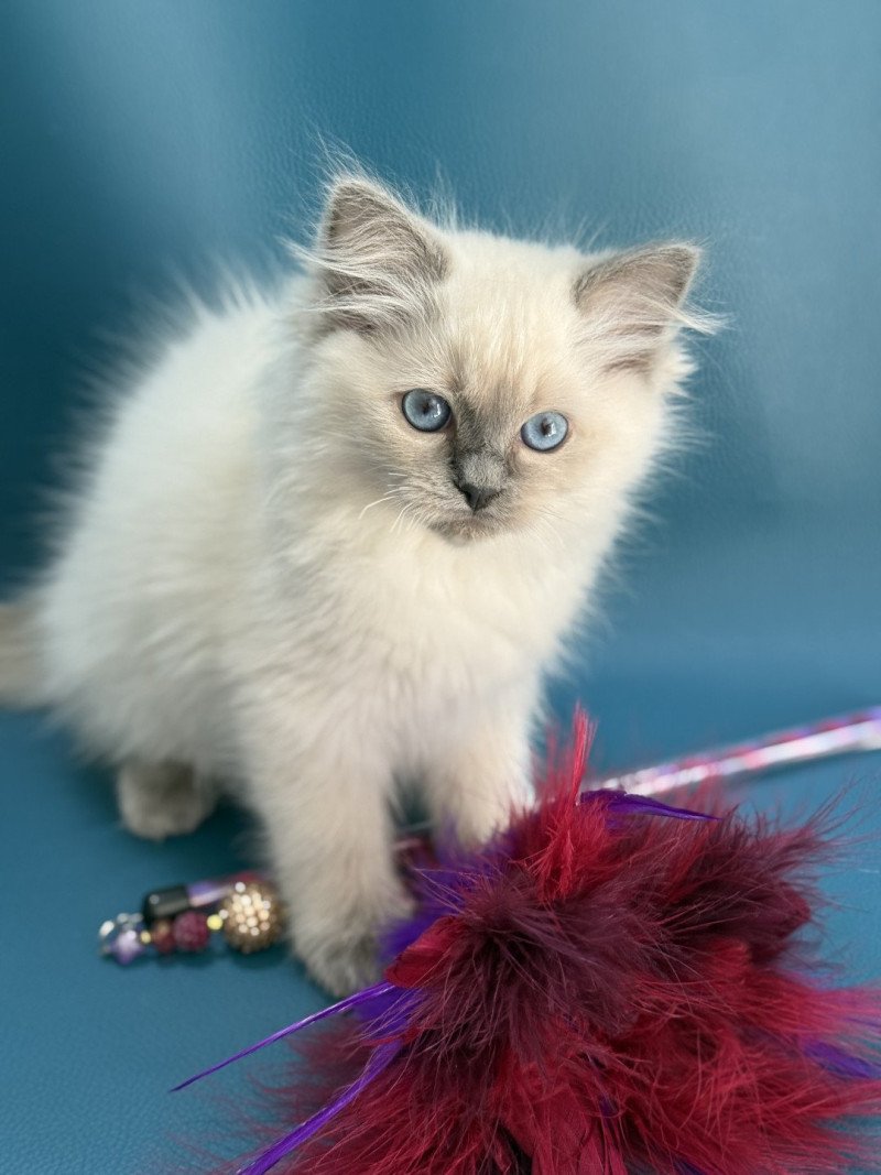 Awaï-Aloha De La Croisette Femelle Ragdoll