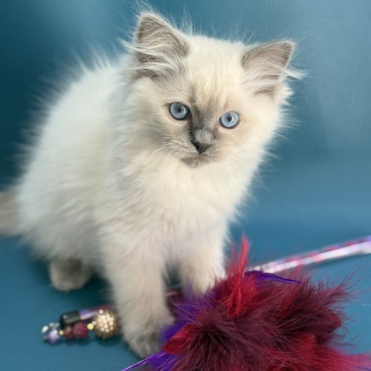 Awaï-Aloha De La Croisette Femelle Ragdoll