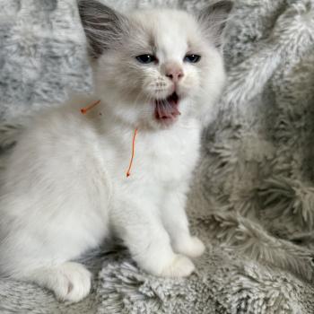 chaton Ragdoll blue point bicolor Orange Les Ragdolls de la Croisette