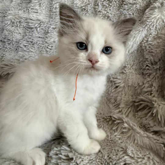 chaton Ragdoll blue point bicolor Orange Les Ragdolls de la Croisette