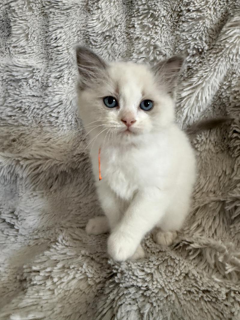 Orange De La Croisette Mâle Ragdoll