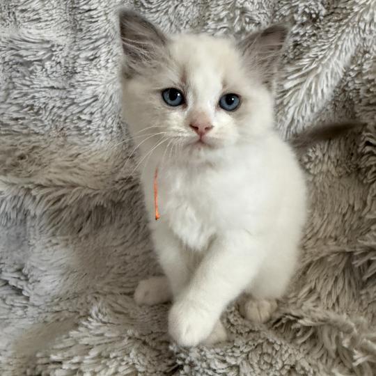 chaton Ragdoll blue point bicolor Orange Les Ragdolls de la Croisette