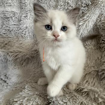 chaton Ragdoll blue point bicolor Orange Les Ragdolls de la Croisette