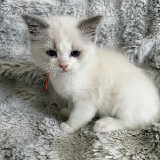 chaton Ragdoll blue point bicolor Orange Les Ragdolls de la Croisette