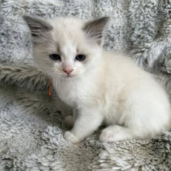 chaton Ragdoll blue point bicolor Orange Les Ragdolls de la Croisette