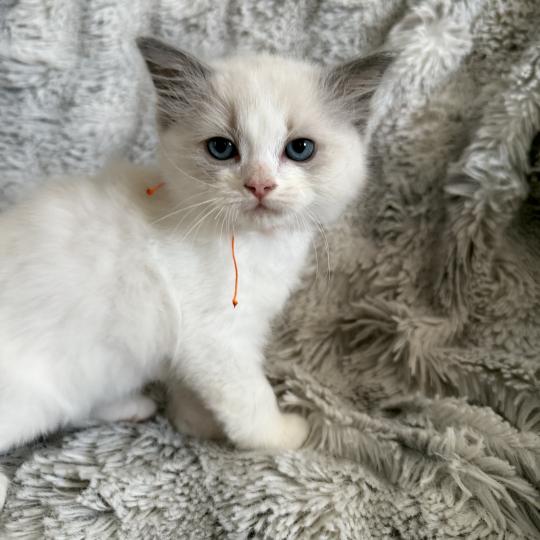 chaton Ragdoll blue point bicolor Orange Les Ragdolls de la Croisette