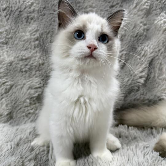 Bobby De La Croisette Mâle Ragdoll