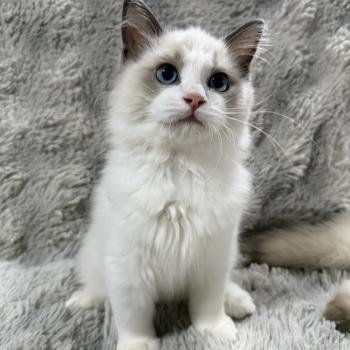 Bobby De La Croisette Mâle Ragdoll