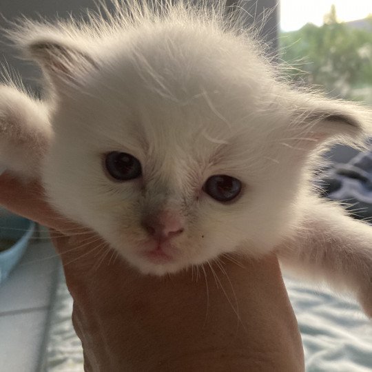 chaton Ragdoll lilac point bicolor Orange Les Ragdolls de la Croisette