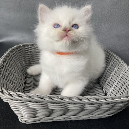 chaton Ragdoll lilac point bicolor Orange Les Ragdolls de la Croisette