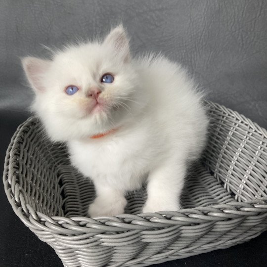 chaton Ragdoll lilac point bicolor Orange Les Ragdolls de la Croisette