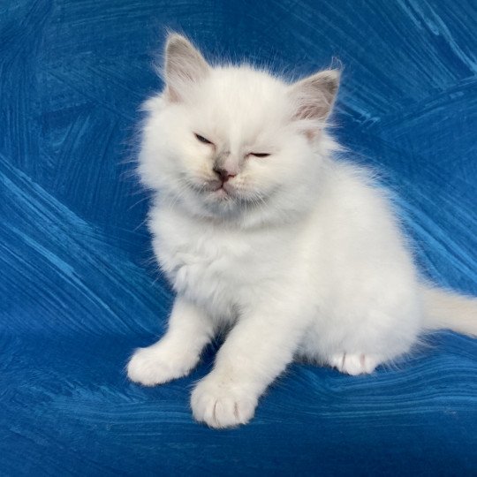 chaton Ragdoll lilac point bicolor Orange Les Ragdolls de la Croisette