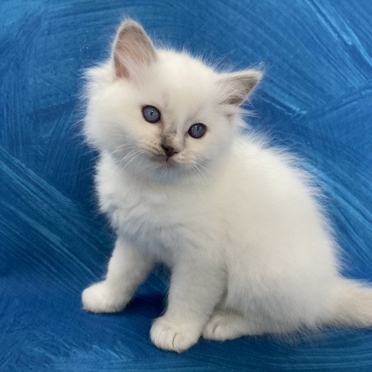 chaton Ragdoll lilac point bicolor Orange Les Ragdolls de la Croisette