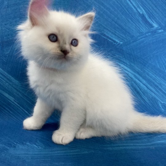 chaton Ragdoll lilac point bicolor Orange Les Ragdolls de la Croisette