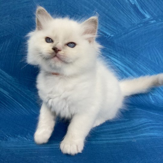 chaton Ragdoll lilac point bicolor Orange Les Ragdolls de la Croisette