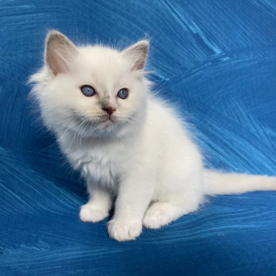 chaton Ragdoll lilac point bicolor Orange Les Ragdolls de la Croisette