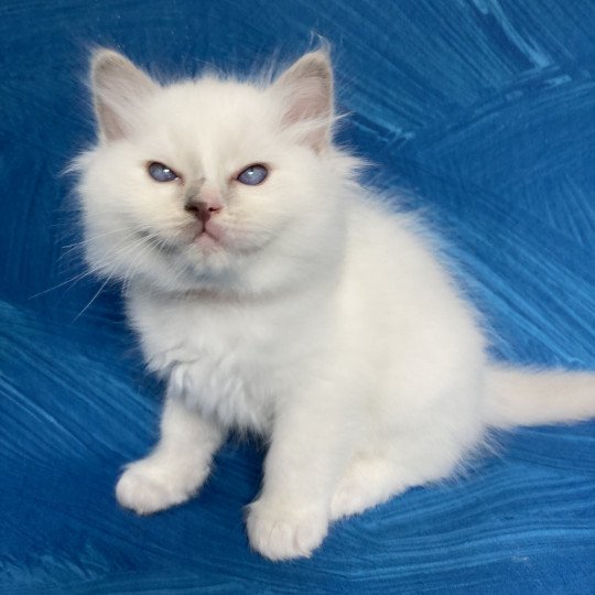 chaton Ragdoll lilac point bicolor Orange Les Ragdolls de la Croisette