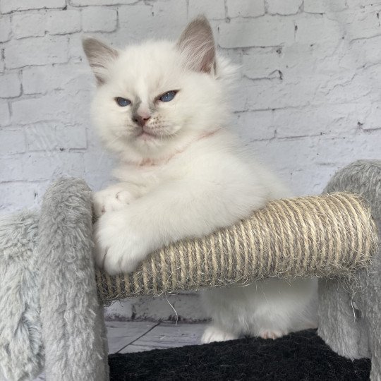 chaton Ragdoll lilac point mitted Shadow Les Ragdolls de la Croisette