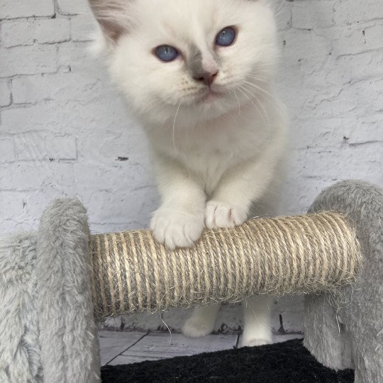 chaton Ragdoll lilac point mitted Shadow Les Ragdolls de la Croisette