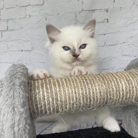 chaton Ragdoll lilac point mitted Shadow Les Ragdolls de la Croisette