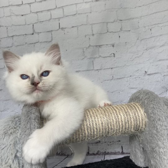 chaton Ragdoll lilac point mitted Shadow Les Ragdolls de la Croisette