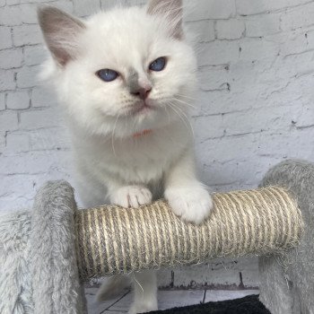 chaton Ragdoll lilac point mitted Shadow Les Ragdolls de la Croisette