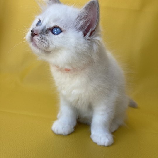 chaton Ragdoll lilac point mitted Shadow Les Ragdolls de la Croisette