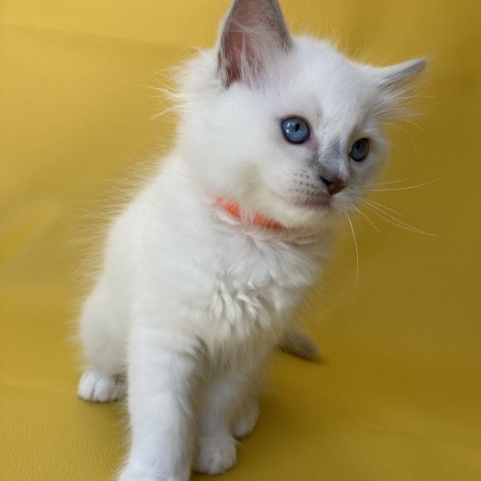 chaton Ragdoll lilac point mitted Shadow Les Ragdolls de la Croisette