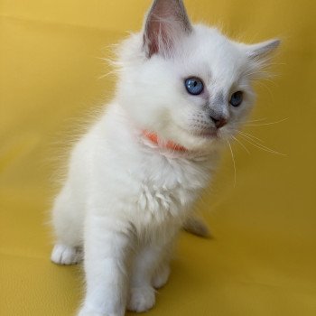 chaton Ragdoll lilac point mitted Shadow Les Ragdolls de la Croisette