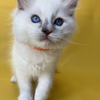 chaton Ragdoll lilac point mitted Shadow Les Ragdolls de la Croisette