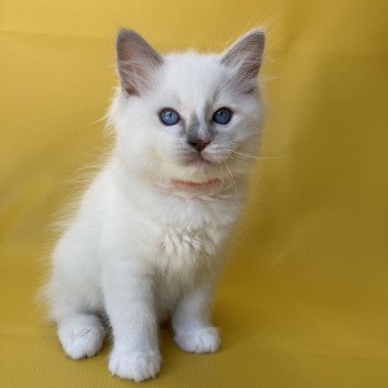 chaton Ragdoll lilac point mitted Shadow Les Ragdolls de la Croisette