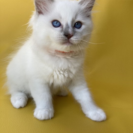 chaton Ragdoll lilac point mitted Shadow Les Ragdolls de la Croisette