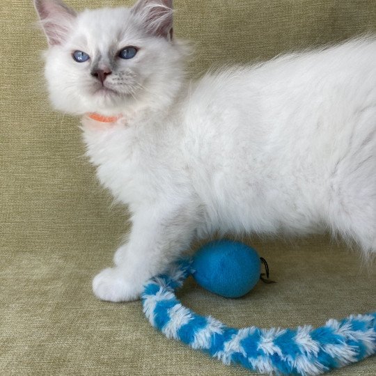 chaton Ragdoll lilac point mitted Shadow Les Ragdolls de la Croisette