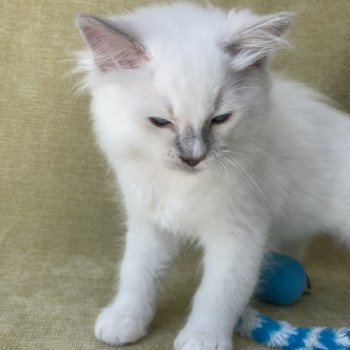 chaton Ragdoll lilac point mitted Shadow Les Ragdolls de la Croisette