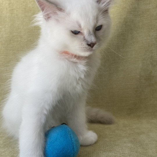 chaton Ragdoll lilac point mitted Shadow Les Ragdolls de la Croisette