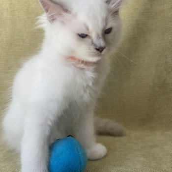 chaton Ragdoll lilac point mitted Shadow Les Ragdolls de la Croisette