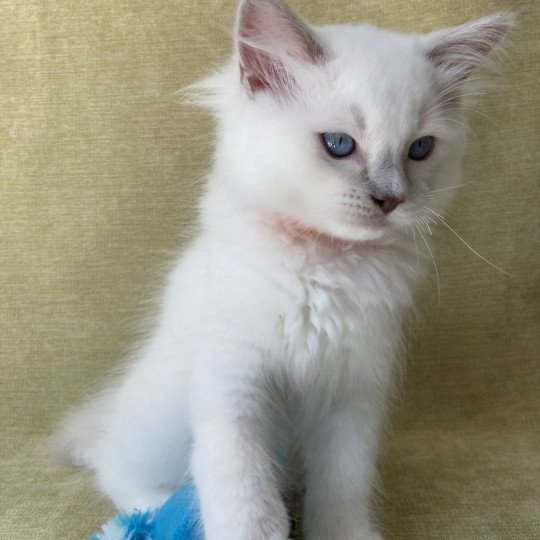 chaton Ragdoll lilac point mitted Shadow Les Ragdolls de la Croisette