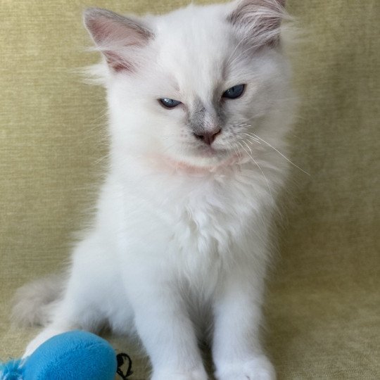 chaton Ragdoll lilac point mitted Shadow Les Ragdolls de la Croisette