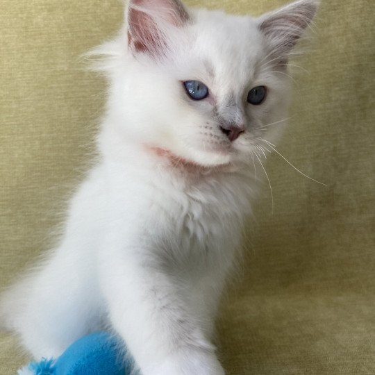 chaton Ragdoll lilac point mitted Shadow Les Ragdolls de la Croisette