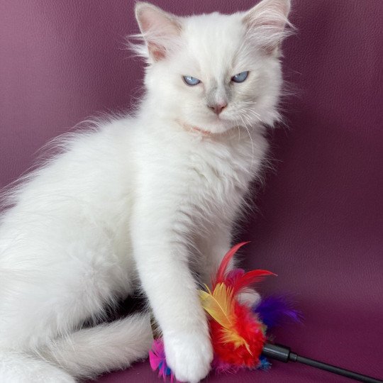 chaton Ragdoll lilac point mitted Shadow Les Ragdolls de la Croisette