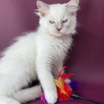 chaton Ragdoll lilac point mitted Shadow Les Ragdolls de la Croisette