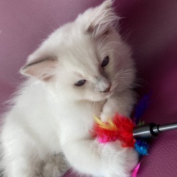 chaton Ragdoll lilac point mitted Shadow Les Ragdolls de la Croisette