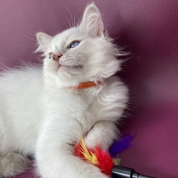 chaton Ragdoll lilac point mitted Shadow Les Ragdolls de la Croisette