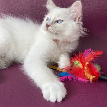 chaton Ragdoll lilac point mitted Shadow Les Ragdolls de la Croisette