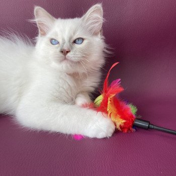 chaton Ragdoll lilac point mitted Shadow Les Ragdolls de la Croisette