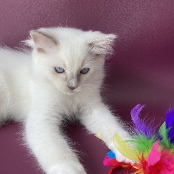 chaton Ragdoll lilac point mitted Shadow Les Ragdolls de la Croisette