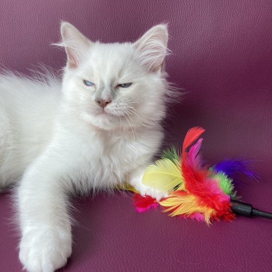 chaton Ragdoll lilac point mitted Shadow Les Ragdolls de la Croisette