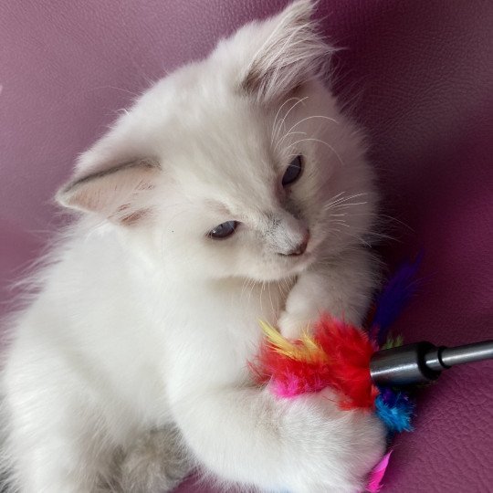 chaton Ragdoll lilac point mitted Shadow Les Ragdolls de la Croisette