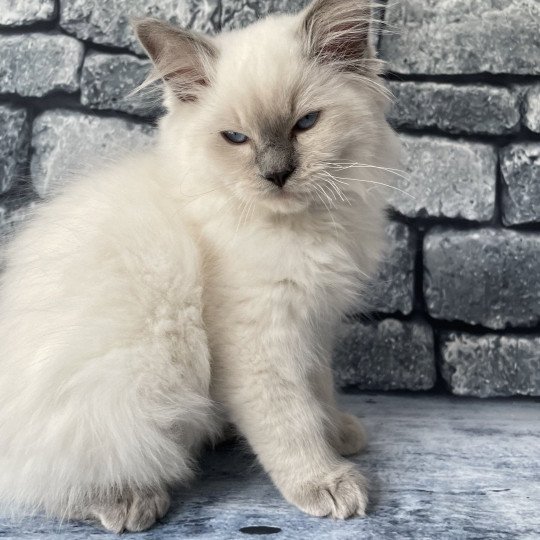 chaton Ragdoll lilac point mitted Shadow Les Ragdolls de la Croisette